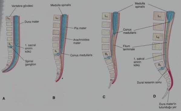 Columna vertebralis ve MS farklı büyüme hızı