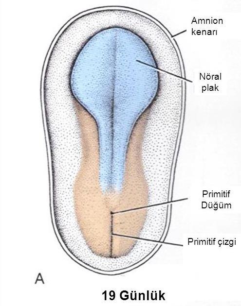 3. hafta-primitif çizgi 3.