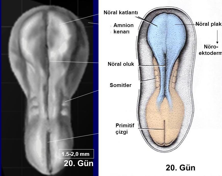 3. hafta-primitif çizgi Kısa bir süre sonra bu çizginin ortası boyunca uzanan primitif oluk (yarık) belirir.