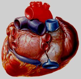 Hedef Pulmonary PV İzolasyonu Vein