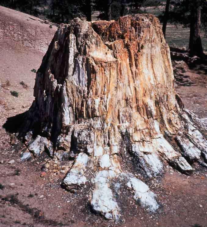 Değişime uğramış taşlaşmış ağaç kalıntısı Taşlaşmış ağaç kütük (Kolarado ulusal parkı)