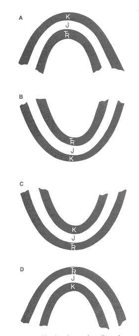 Ana Kıvrım Tipleri Antiklinal : Kıvrımlar en geç tabakaların yönünde konvekstir. Semer ya da eyer şeklinde yapıdır.