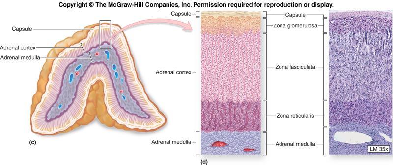 Gld suprarenalis (korteks) Adrenal kortekste üç bölge bulunur: Zona glomerulosa