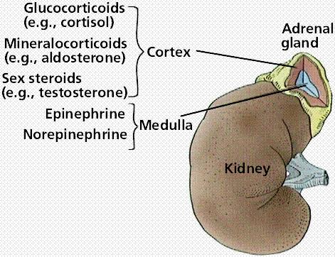 Glandula suprarenalis (medulla) Adrenal medullada bulunan kromaffin hücreler sentezledikleri katekolaminleri (% 80 adrenalin, % 20