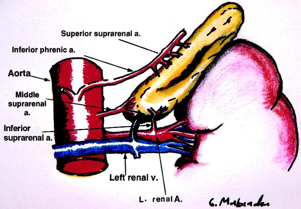 Adrenal bezin arterleri Aa. suprarenales superiores: A. phrenica inferior un dalları A.