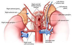 Adrenal bezin veni ve lenfi Suprarenal bez tek bir venle drene olur V. suprarenalis dextra, v.