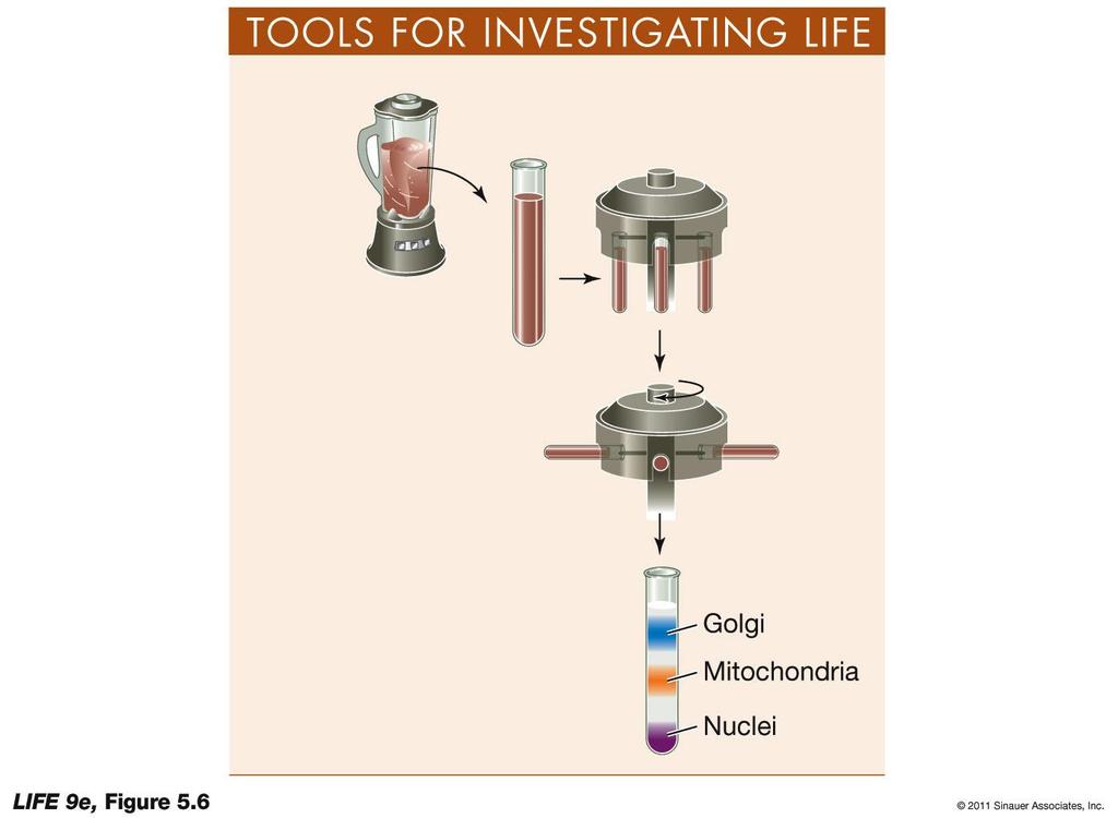 Figure 5.