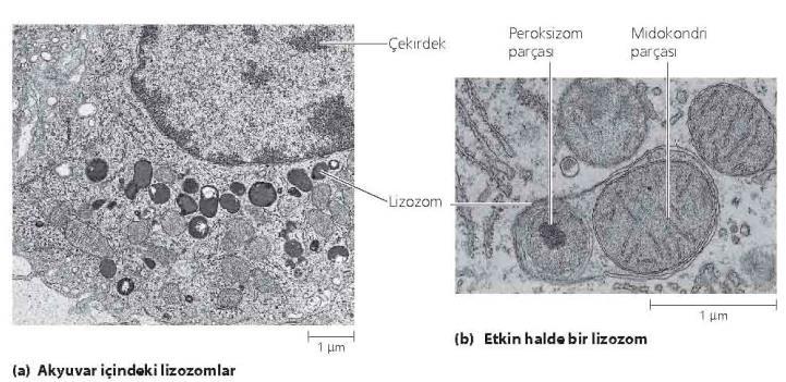5.3 Ökaryot hücrelerin özellikleri-iç zar sistemi Lizozom Hidrolitik enzimler