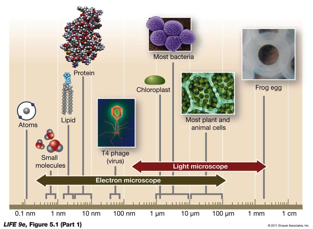 Figure 5.