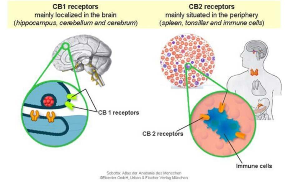 H Sentetik Kannabinoidler JWH-018 Santral SS cannabis reseptörleri = CB1 Sıklıkla Hipokampus, Beyin ve