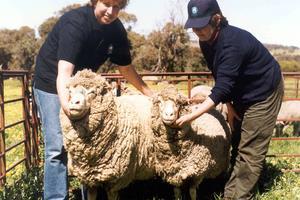 YAPAĞI KALİTESİNİN ARTIRILMASI Transgenik hayvan teknolojisi ile koyunların yapağı kalitesini artırmaya yönelik bir çok çalışma yapılmıştır.