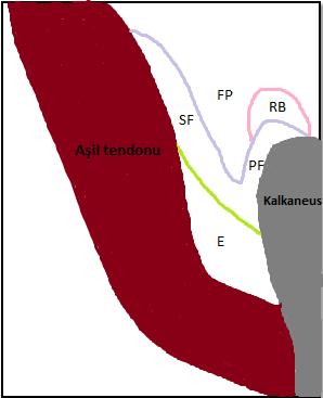 36 insersiyonunda yer alan entezeal fibrokartilaj, tendonun ön yüzünde yer alan sesamoid fibrokartilaj, kalkaneusun üst tüberositasında yer alan periosteal fibrokartilaj, tendon ve kemik arasında