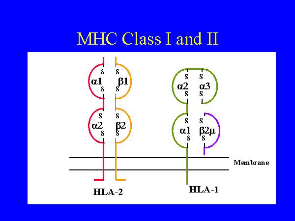 MHC Sınıf