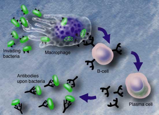 İmmün Sistemin Komponentleri 2) B lenfositler ve antikorlar Doğal