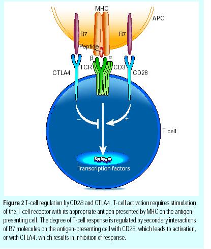 İmmün Sistemin Komponentleri 3) T Hücreler 4)