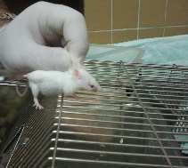 Anestezi altındaki hayvanlar deney masasına supin pozisyonunda ön ve arka ayaklarından tesbit edilerek yatırıldı.