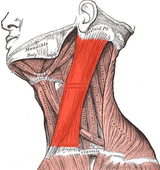 M. sternocleidomastoideus: Sternum ve clavicula dan başlayıp proc.