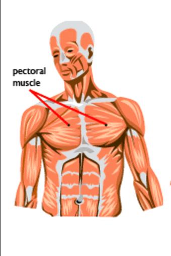 Göğüs Kasları M. pectoralis major: Göğüs kabarıklığını yapan bu kasın adı göğüsün büyük kası anlamına gelir.