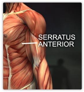 M. serratus anterior: Göğüs kafesinin yan tarafında, testere dişi görünümünde bir kastır. 1-10.