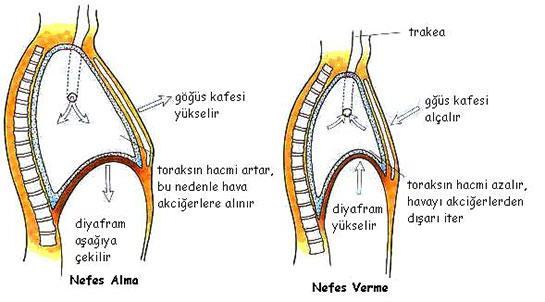Diaphragma: Göğüs kafesi ile karın boşluğunu birbirinden ayıran kas ve zar yapısında bir oluşumdur. Kaburgaların alt kenarlarına ve ilk üç bel omurlarına tutunur.