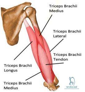 M. triceps brachii: Ön kolun arka yüzündeki tek