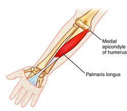 M. palmaris longus El