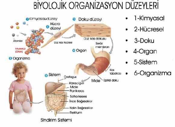 Bir Bütün Olarak İnsan Vücudu İnsan vücudunun yapı ve fonksiyonları birbiriyle son derece ilişkilidir. Her yapı, belirli bir fonksiyonu gerçekleştirmek üzere özelleşmiştir.