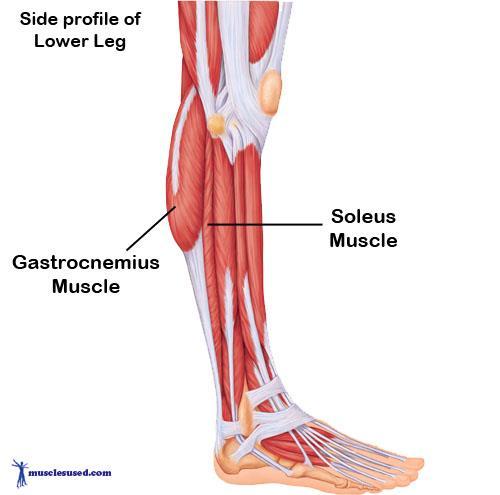 Soleus