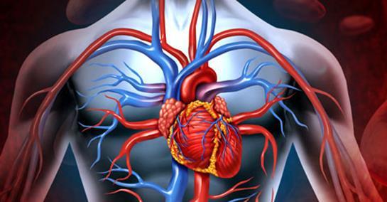 1- Arterler (Atardamarlar): Kalpten pompalanan kanın tüm vücut hücrelerine taşınmasını sağlarlar. Sadece pulmoner arter dışında bütün arterler temiz kan taşır.