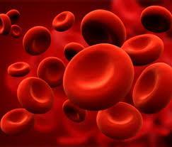 Eritrosit Eritrosit Alyuvarlar kan hücrelerinin yaklaşık % 90 ını oluştururlar Dolaşım sistemi içerisinde aktif rol oynayan alyuvarların asıl görevi, bütün