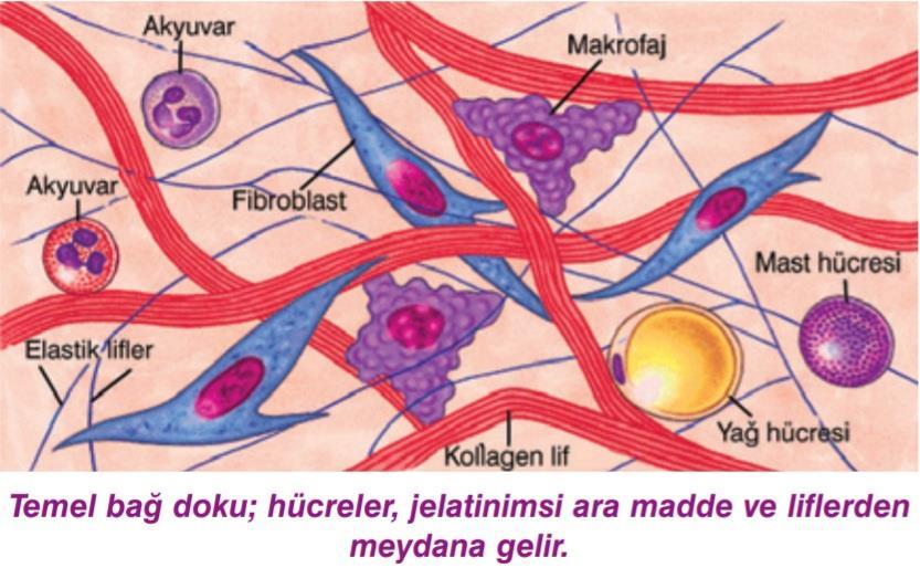 2. Bağ doku : Bağ dokusunun ana işlevi vücudun diğer dokularını birbirine