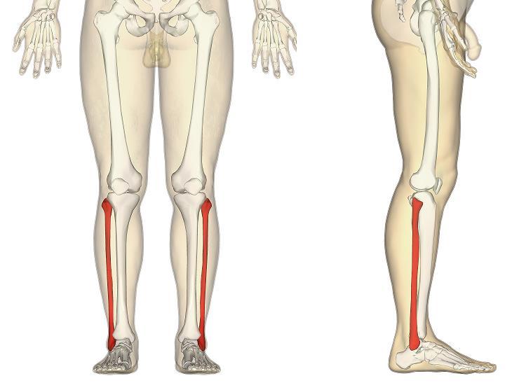 Fibula(kamış kemiği) Bacak iskeletinin dış yanındadır.