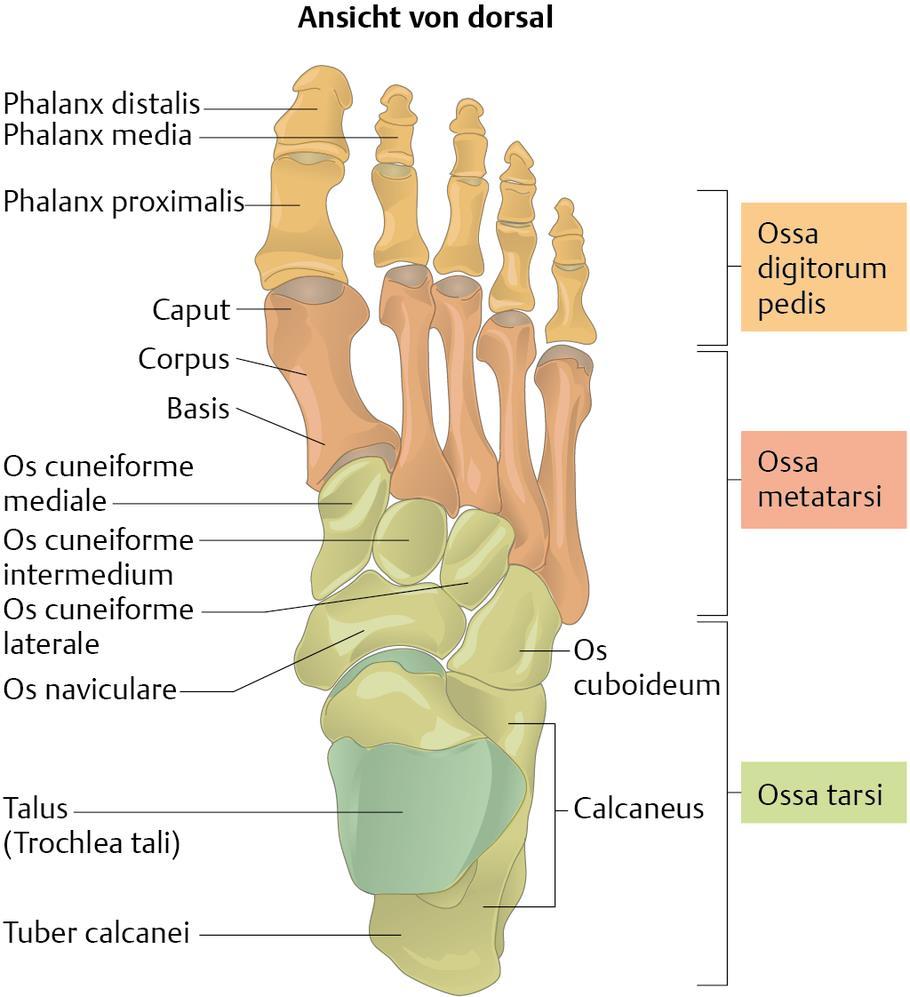 Ossa pedis (Ayak kemikleri) İnsan vücudunun ağırlığını taşıma ve destekli hareketi sağlama görevi vardır. 26 kemikten oluşur.