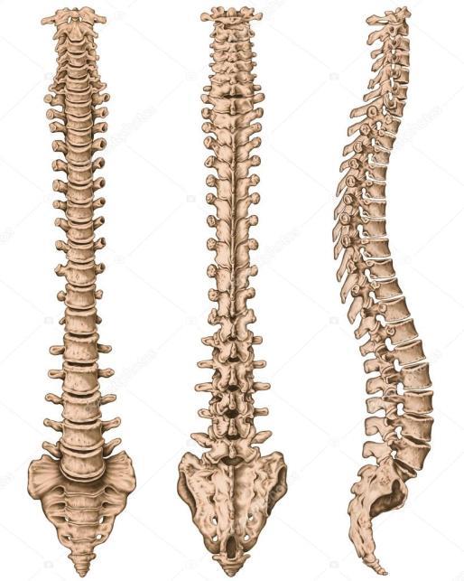 Columna Vertebralis Omurga, kafatası tabanından başlar. Tüm gövde boyunca uzanan kemik kolonudur. 26 bağımsız kemikten oluşur. S şeklinde fleksibil bir kolondur.