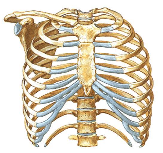 Göğüs kemikleri Kaburgalar Göğüs kemiği (costae) Göğüs kafesinin büyük bölümünü oluştururlar.