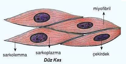 1-Düz Kaslar: Otonom sinir sistemi tarafından uyarılırlar bu nedenle istem dışı kasılırlar.