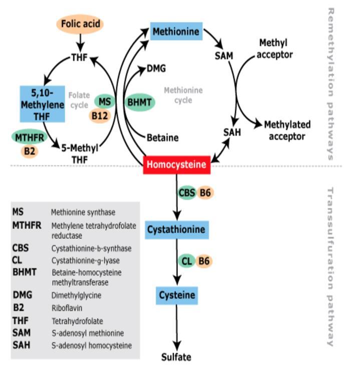 Giriş Homosistein iki farklı yolla metabolize olur Transsülfürasyon=
