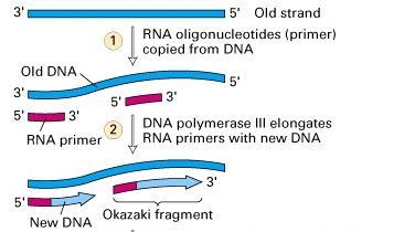 Primaz RNA primerlerinin sentezini yapar Her