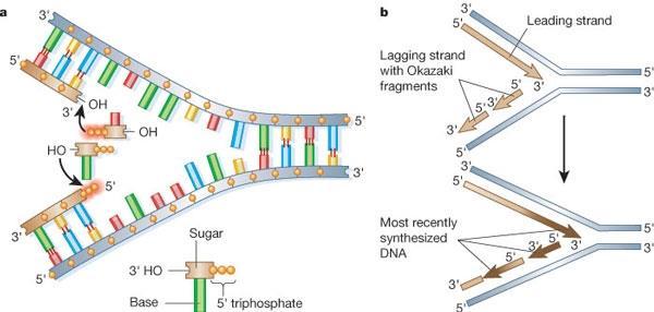 DNA Replikasyon Çatalı İki DNA polimeraz molekülü replikasyon çatalında aktif pozisyonda (panel a).