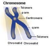 Telomerler DNA moleküllerinin uç kısımlarıdır.