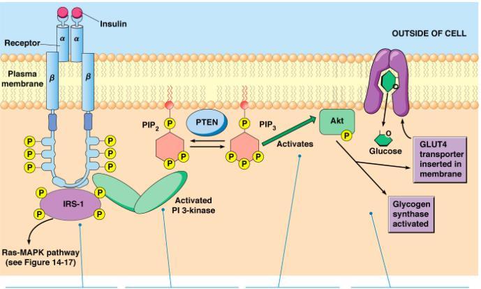 METFORMİN AMPK EGZERSİZ kas kasılmasını takiben hc içi artan Ca, PKC yolağını aktive eder Böylece, insülin bağımsız GLUT-4 ekspresyonunu ve up-take ini artırır Ayrıca, AMPK yolağı üzerinden de etki