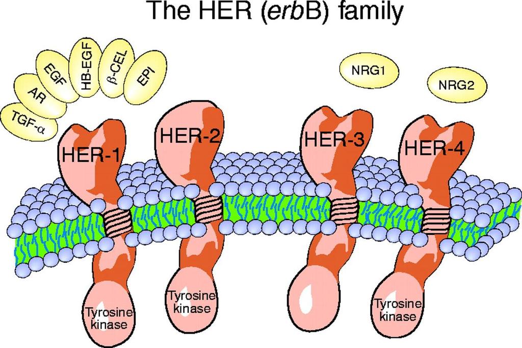 Her (cerb) ailesi Ross, J. S.