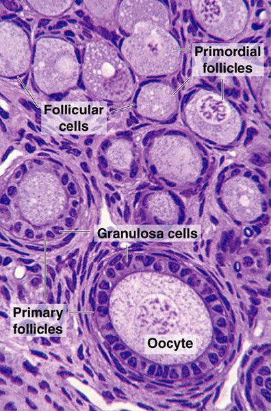 Büyümenin ilk sinyali, yassı folikül epitel hücrelerinin kübiğe dönüşmesidir. Bu aşamada folikül tek tabakalı (erken/unilaminar) primer folikül adını alır.