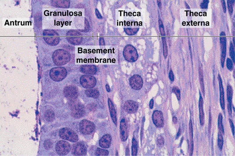17 Granüloza hücreleri çoğalırken çevredeki stroma hücreleri de folikülü bağ dokusu bir kılıfla sararak teka tabakasını oluşturur. Teka tabakası geliştikçe iki tabakaya farklılaşır.