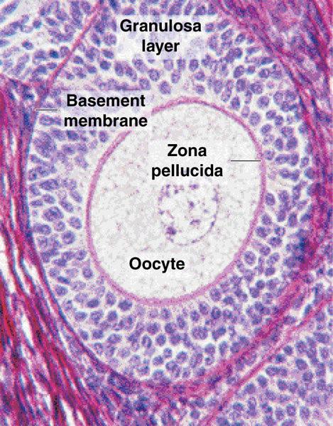 18 Zona Pelusida Granüloza Hücreleri Resim 3: Solda, multilaminar primer bir folikülde oosit, ZP ve granüloza hücreleri ışık mikroskobik bir kesitte, sağda da ZP ve granüloza hücreleri, elektron
