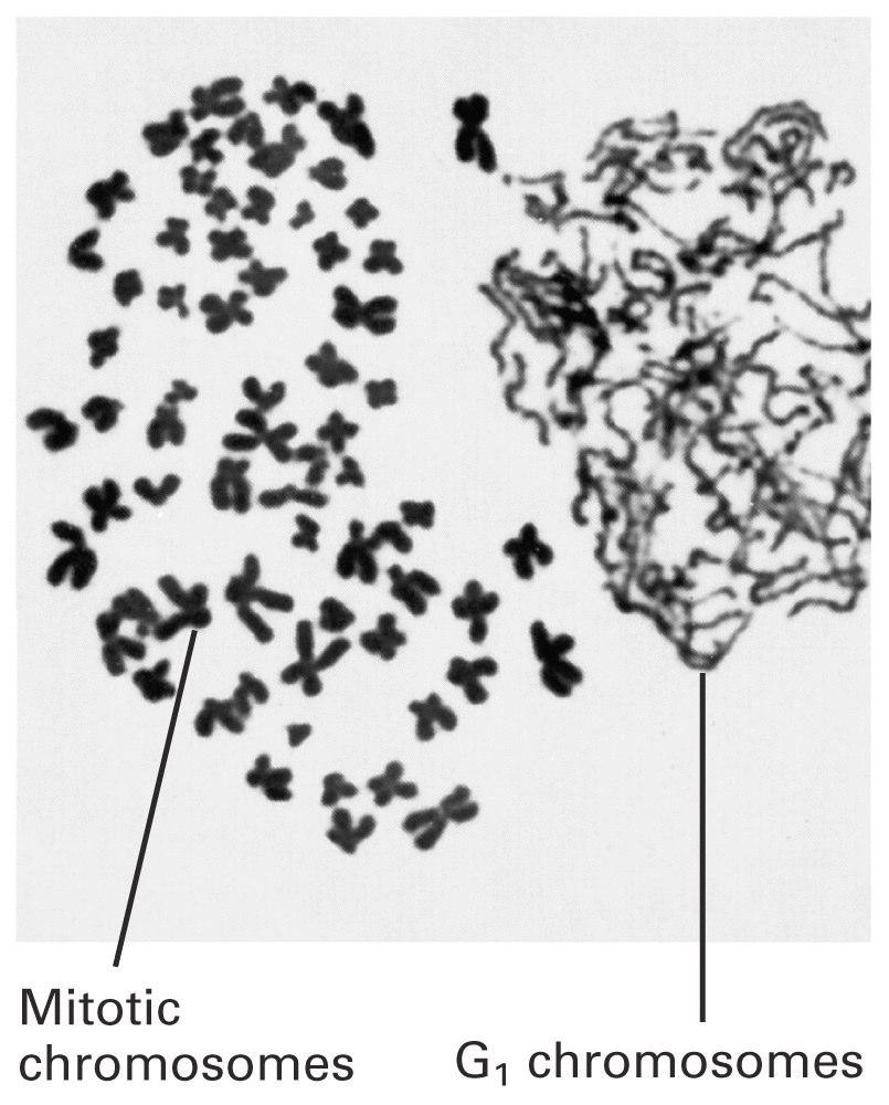 31 MPF nin buradaki bir diğer fonksiyonu da kromozomların yoğunlaşmasını (kondensasyonunu) sağlamaktır.