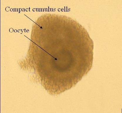 34 Resim 11: İki farklı kümülüs oosit kompleksi (COC). Solda immatür (Profaz I) bir oosit, çevresine sıkıca yerleşmiş kümülüs hücreleriyle birlikte görülüyor.