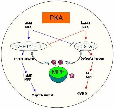 39 Şekil 10: Protein Kinaz A nın MPF ye etki mekanizmaları (Hakan DARICI, 2007).