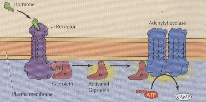 48 Şekil 16: GPCR aracılığıyla AC nin aktivasyonu (37). GPCR ler yedi transmembran α heliksten oluşmaktadır.