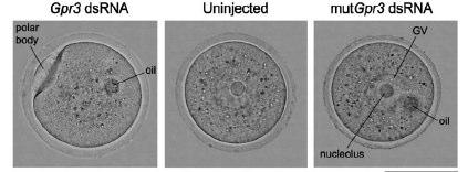 50 Resim 15: GPR3 için RNAi enjekte edilen oosit, MII (solda), enjeksion yapılmamış oosit (ortada) ve mutant GPR3 için RNAi enjekte edilmiş oosit (sağda) PI aşamasında görülüyor (74).
